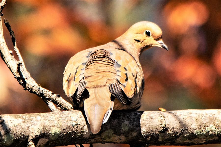 Mourning Dove in Autumn Photograph by Mary Ann Artz