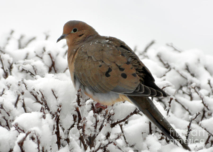 Mourning Dove In Snow 2 Photograph by Lydia Holly