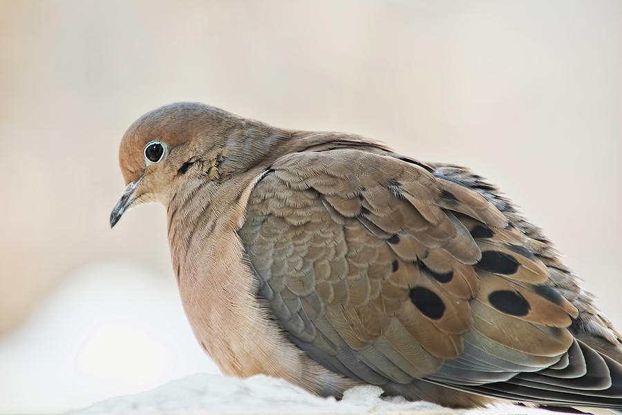 Mourning Dove in Snow Photograph by Peggy Collins
