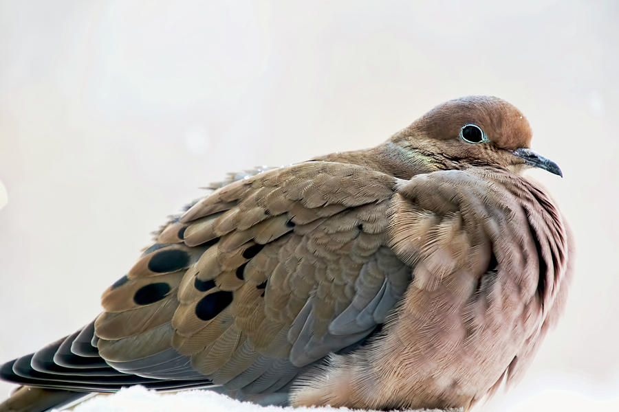 Mourning Dove in Winter Photograph by Peggy Collins