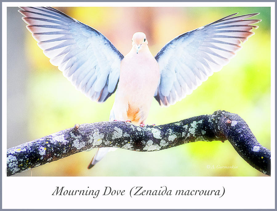 Mourning Dove Landing, Wings Spread Photograph by A Macarthur Gurmankin