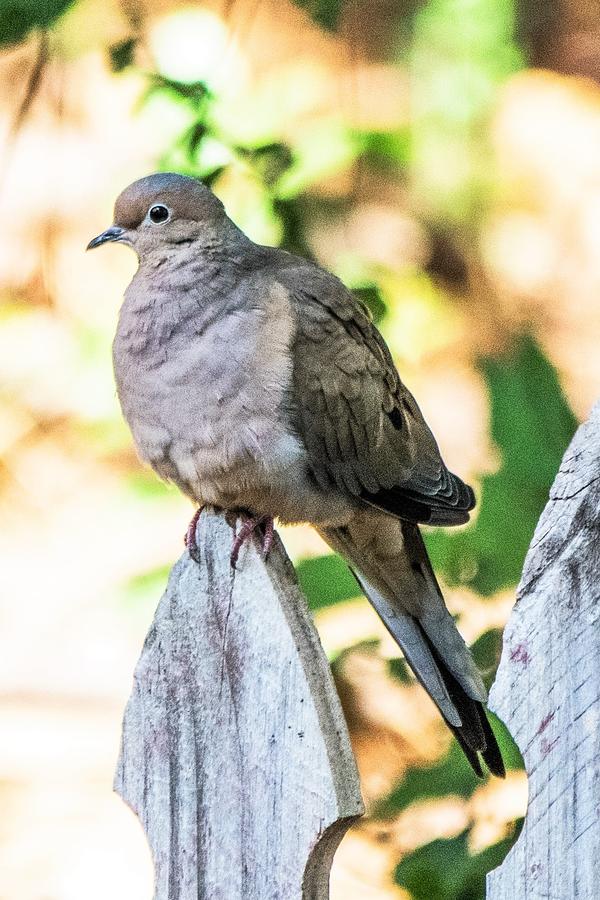 Mourning Dove Photograph by Mary Ann Artz