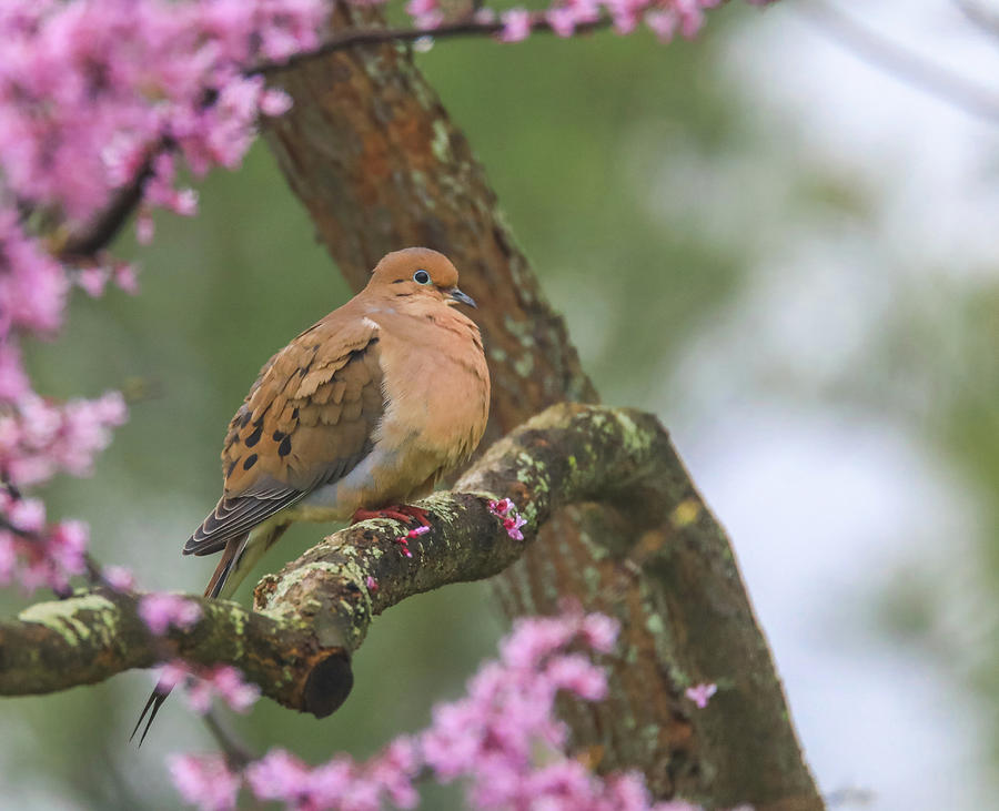 Mourning Dove On Redbud by Dan Sproul Mourning Dove On Redbud by Dan Sproul