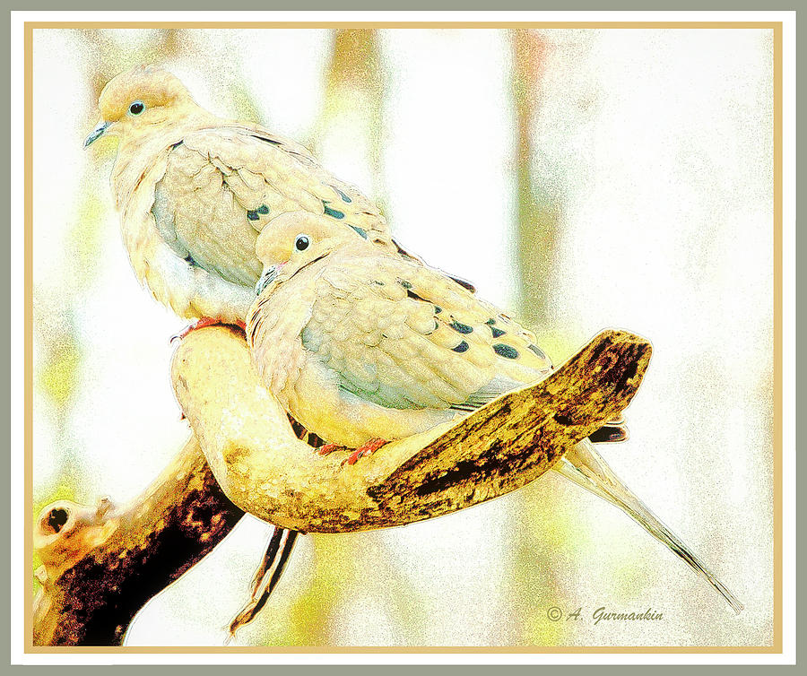 Mourning Dove Pair Digital Art by A Macarthur Gurmankin