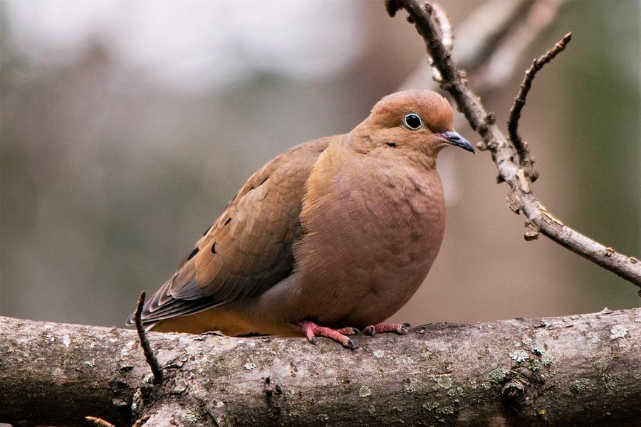 Mourning Dove Portrait Photograph by Mary Ann Artz