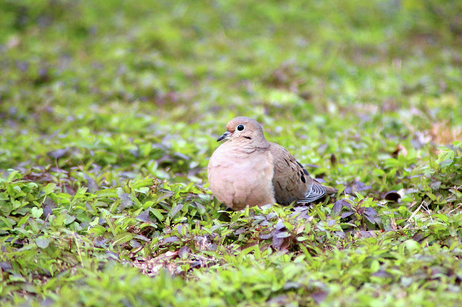 Mourning Dove Resting Photograph by Cynthia Guinn