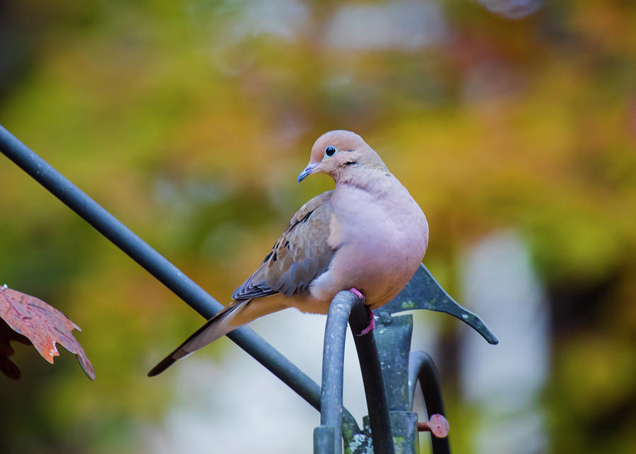 Mourning Dove Photograph by Robert L Jackson