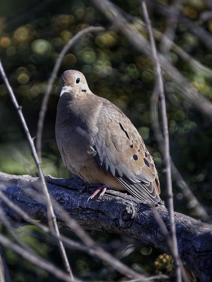 Mourning Dove Photograph by Ross Kestin