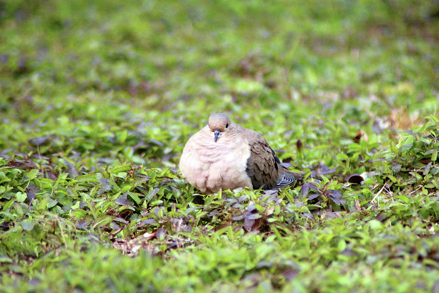 Mourning Dove Stare Photograph by Cynthia Guinn