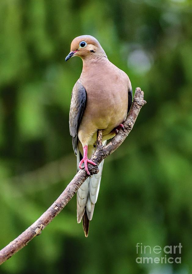 Mourning Dove Striking A Pose Photograph
