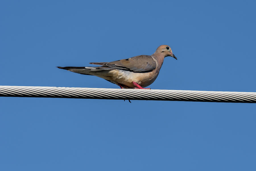 Mourning Dove Walking The Line Photograph