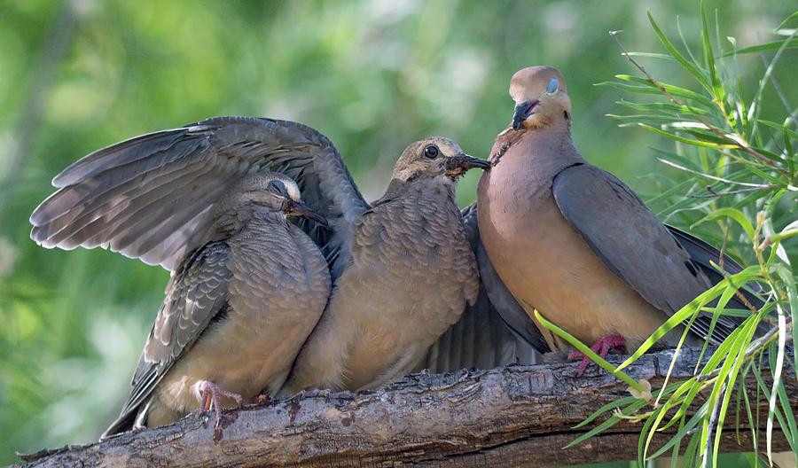 Mourning Doves 1690-052219 Photograph by Tam Ryan