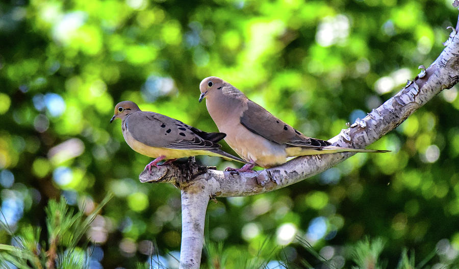 Mourning Doves On Dead Branch 1 Photograph