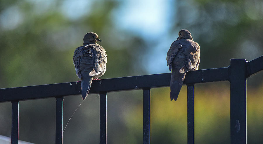 Mourning Doves Relaxing in Last Light 1  Photograph by Linda Brody