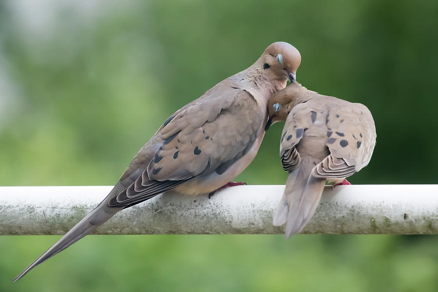 Mourning Love Doves Photograph by Terry DeLuco