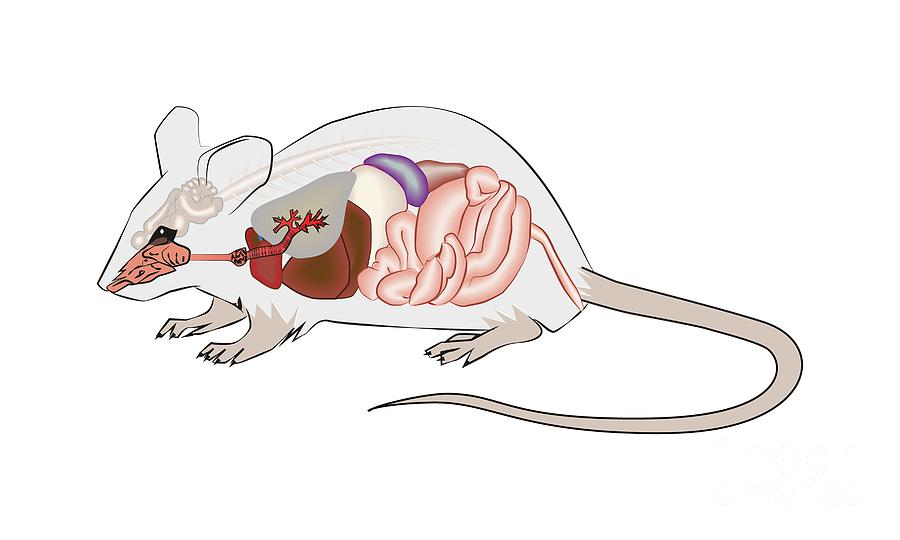 Mouse Anatomy Photograph by Joe Brock, Research Illustration, Francis ...