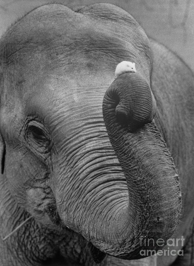 Mouse Balancing On Elephants Trunk Photograph by Bettmann
