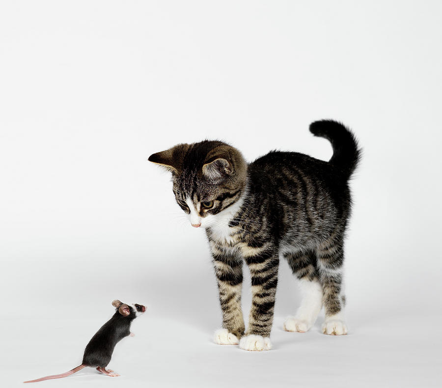 Mouse Confronting Kitten Digital Art by Simon Murrell - Fine Art America