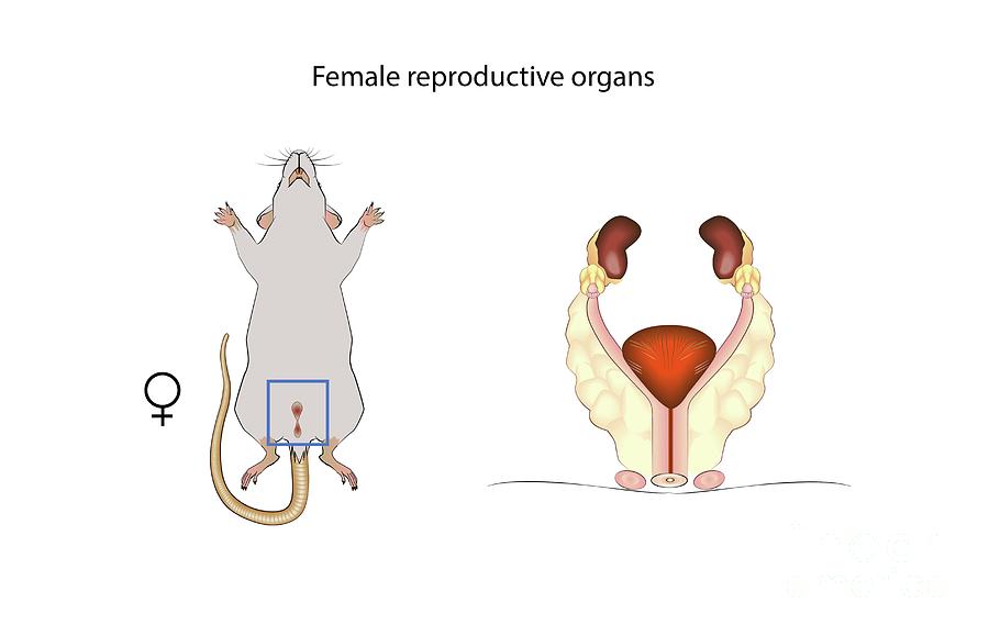 Mouse Female Reproductive System Photograph By Joe Brock Research