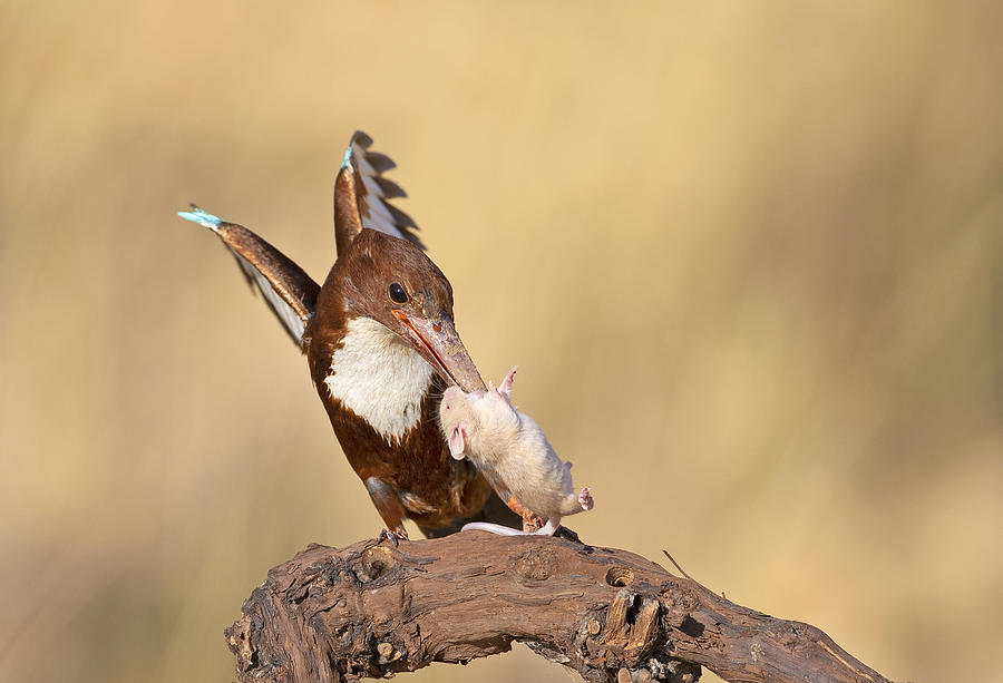 Kingfisher Photograph - Mouse by Shlomo Waldmann