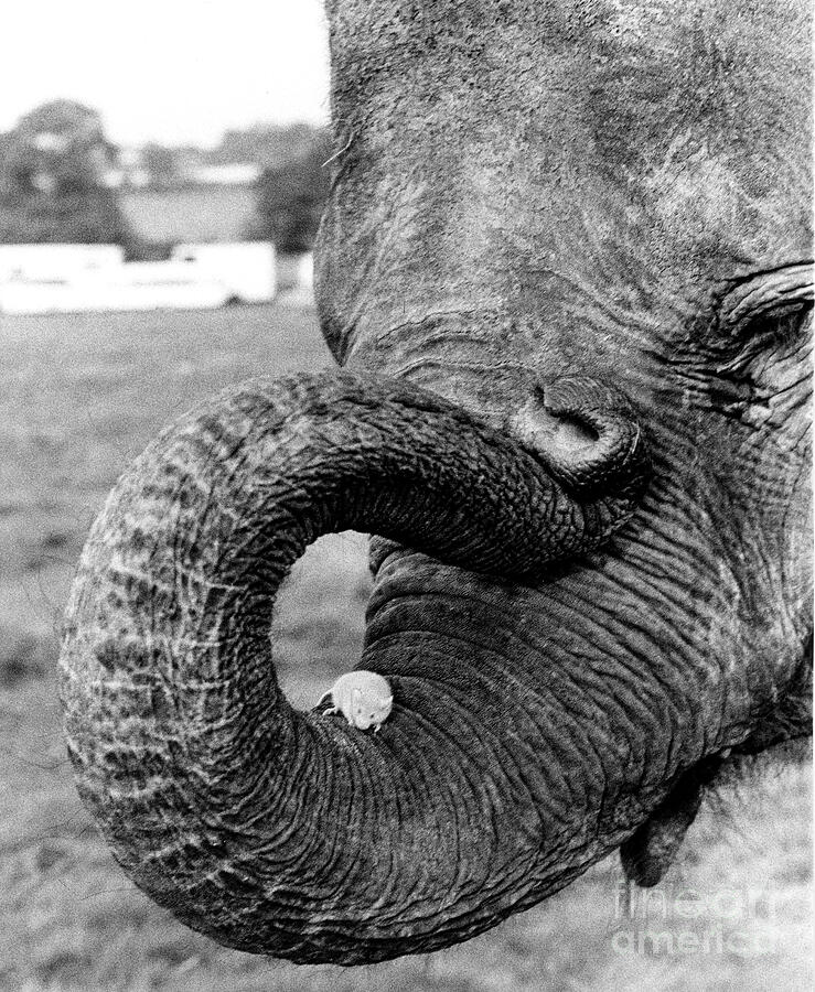 Mouse Sits On The Trunk Of An Elephant, England, Great Britain, 1976 Photo Photograph by Unknown Mouse Sits On The Trunk Of An Elephant, England, Great Britain, 1976 Photo Photograph by Unknown