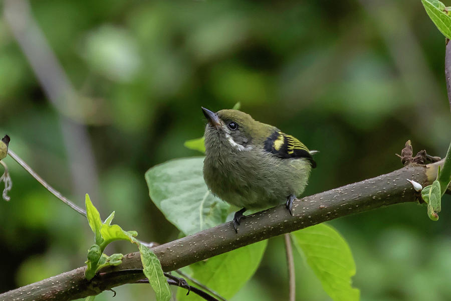 Africa Photograph - Moustached Tinkerbird by Thomas Kallmeyer Africa Photograph - Moustached Tinkerbird by Thomas Kallmeyer