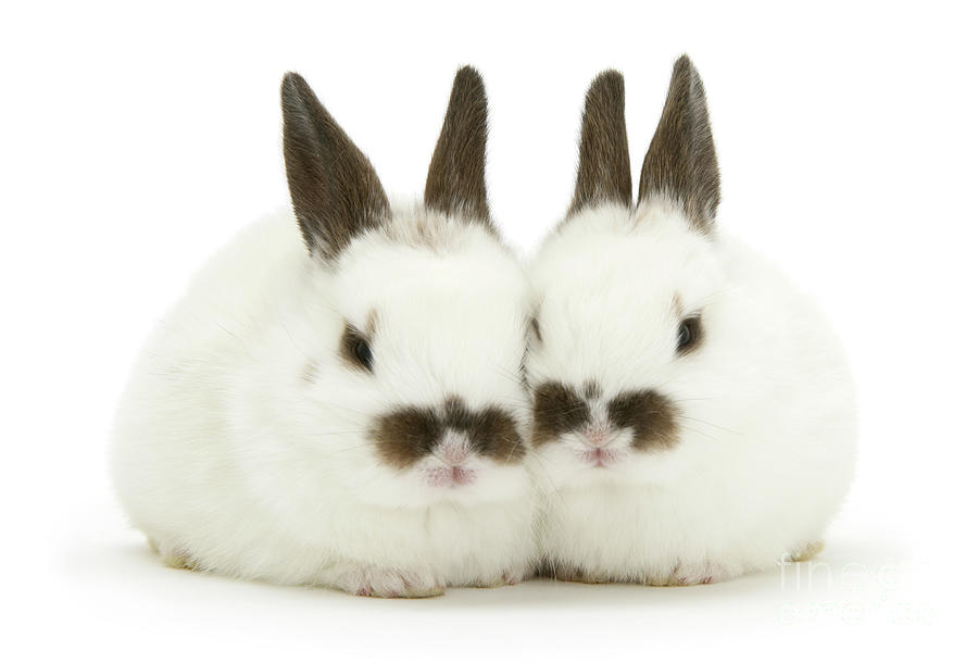 Moustachioed Love Bunnies by Warren Photographic Moustachioed Love Bunnies by Warren Photographic