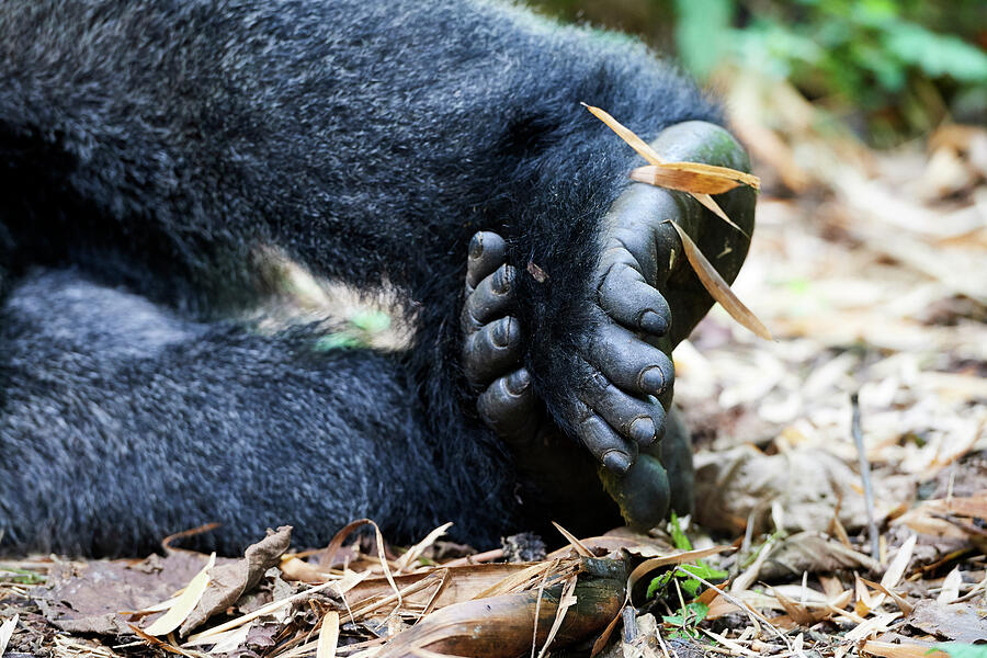 Moutain Gorilla Feet, Virunga National Park, North Kivu Photograph by ...