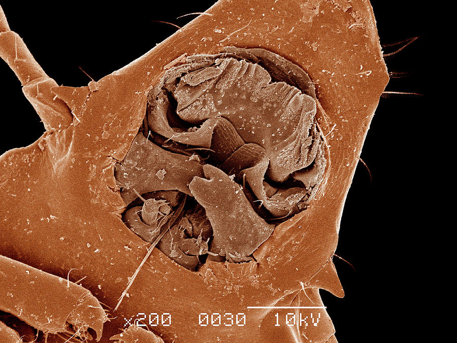 Feather Digital Art - Mouth Parts Of Duck Louse, Phthiraptera, Attached To Feather Sem by Gregory S. Paulson