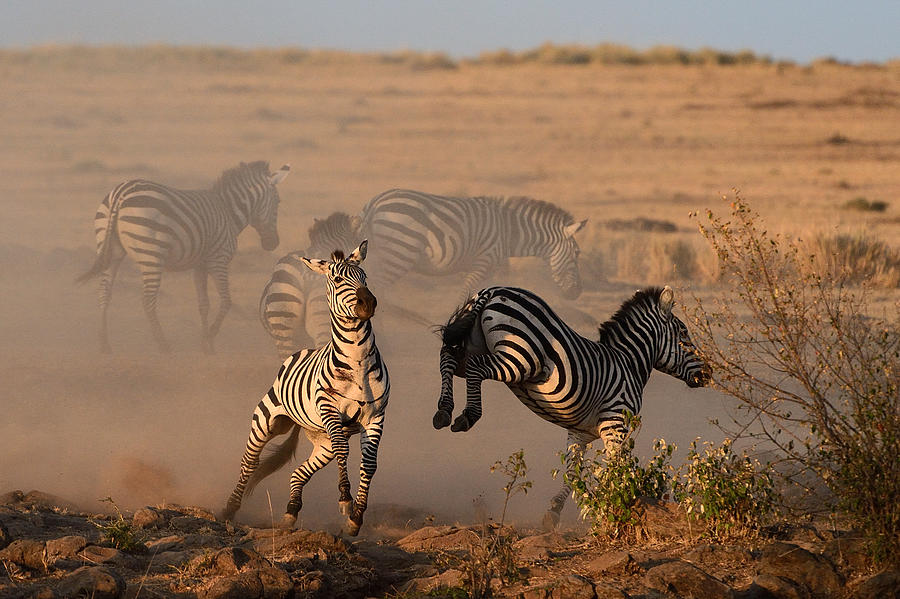 Zebra Photograph - Move Off by Muriel Vekemans