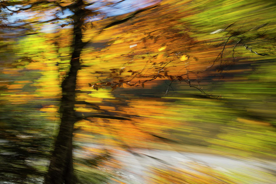 Moved Tree, Abstract, Autumn, Bavaria, Germany, Europe Photograph by Konrad Wothe