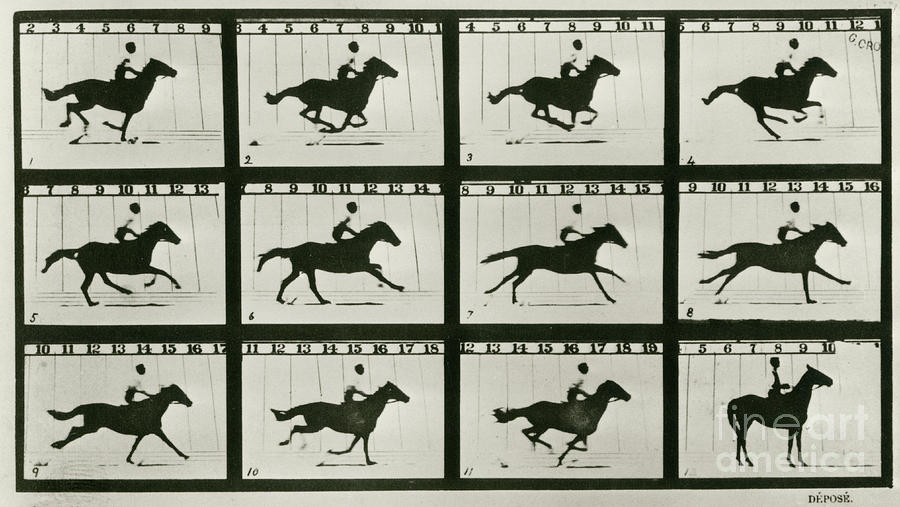 18 x 24 Muybridge Locomotion Nphotographic Study Of 16 Frames Of Racehorse Annie G Galloping By Eadweard Muybridge In C1887 Poster Print by 