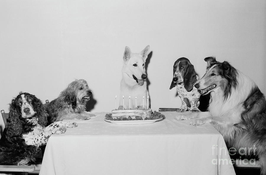 birthday dogs vintage
