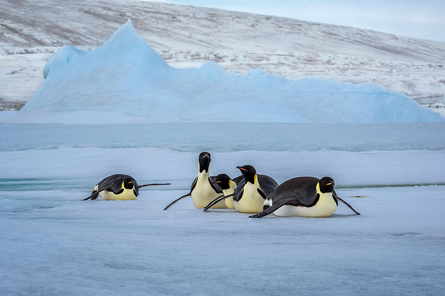 Penguin Photograph - Moving On Ice by Siyu And Wei Photography