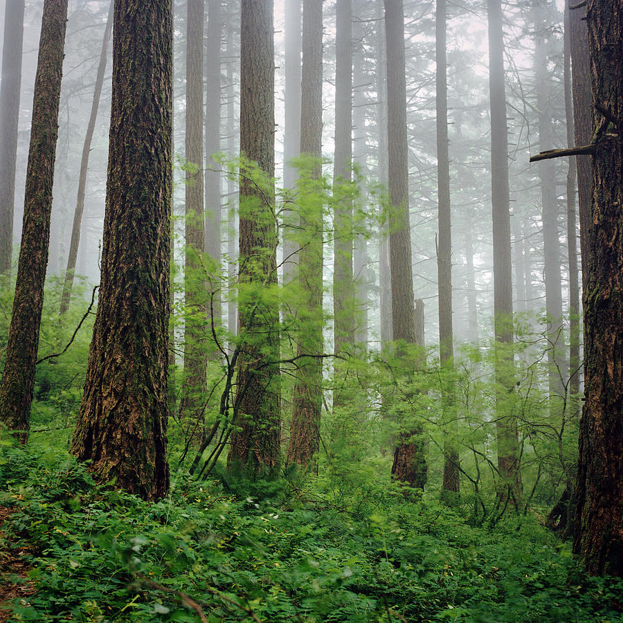 Moving Trees In Green Foggy Forest Photograph by Danielle D. Hughson