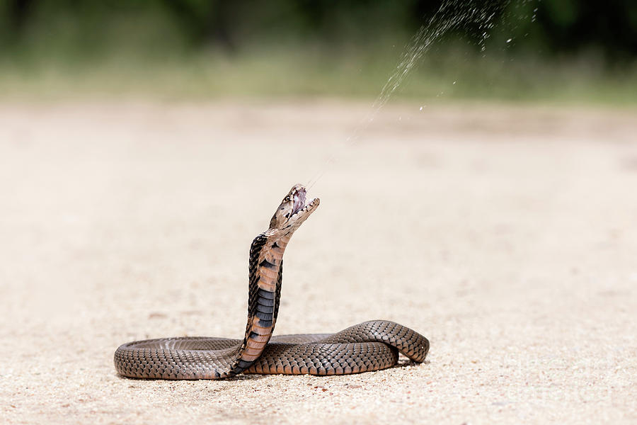 Mozambique Spitting Cobra Ejecting Venom Photograph by Tony Camacho/science Photo Library