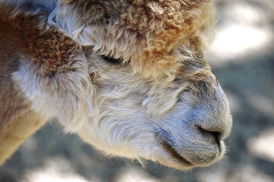 Mr Alpaca  Photograph by Scott Burd