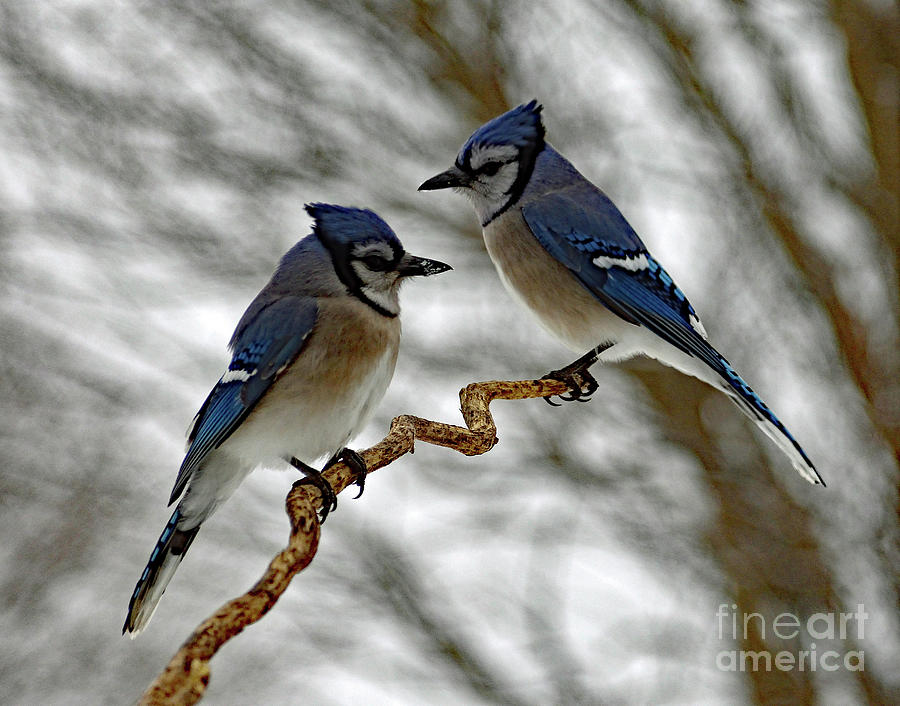Mr And Mrs Blue Jay Having A Family Spat Photograph by Cindy Treger