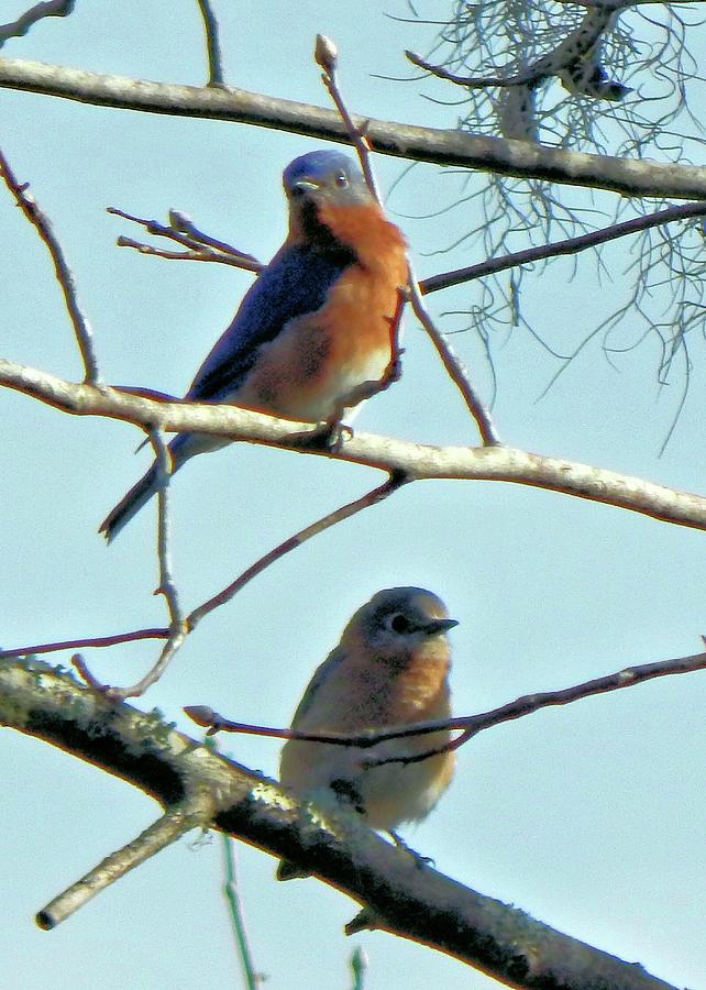 Mr. and Mrs. Bluebird Photograph by Karen Stansberry