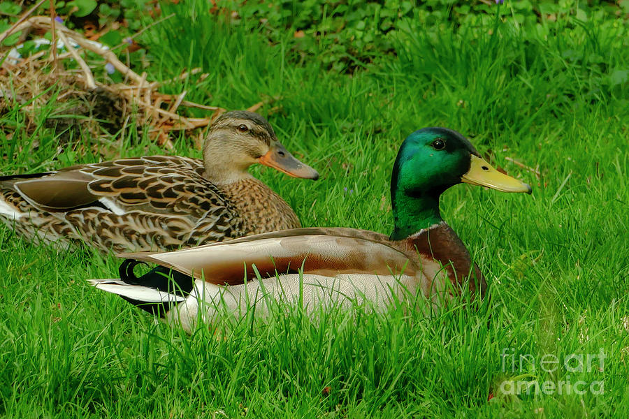 Mr. and Mrs. Duck Photograph by Sandra Js