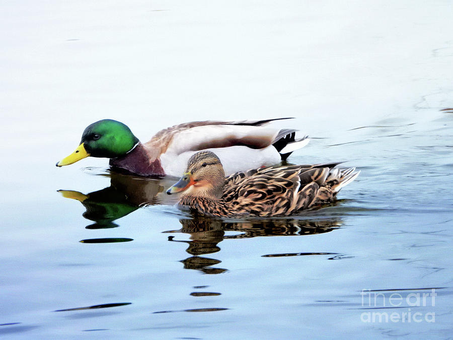 Mr and Mrs Mallard Duck Photograph by Scott Cameron