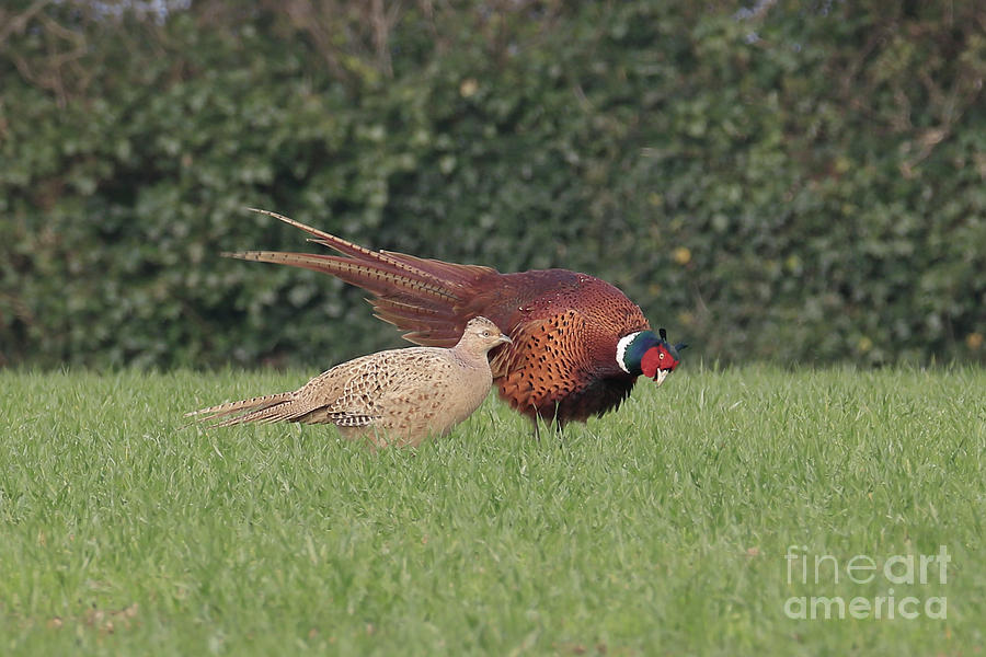 Mr And Mrs Pheasant Photograph
