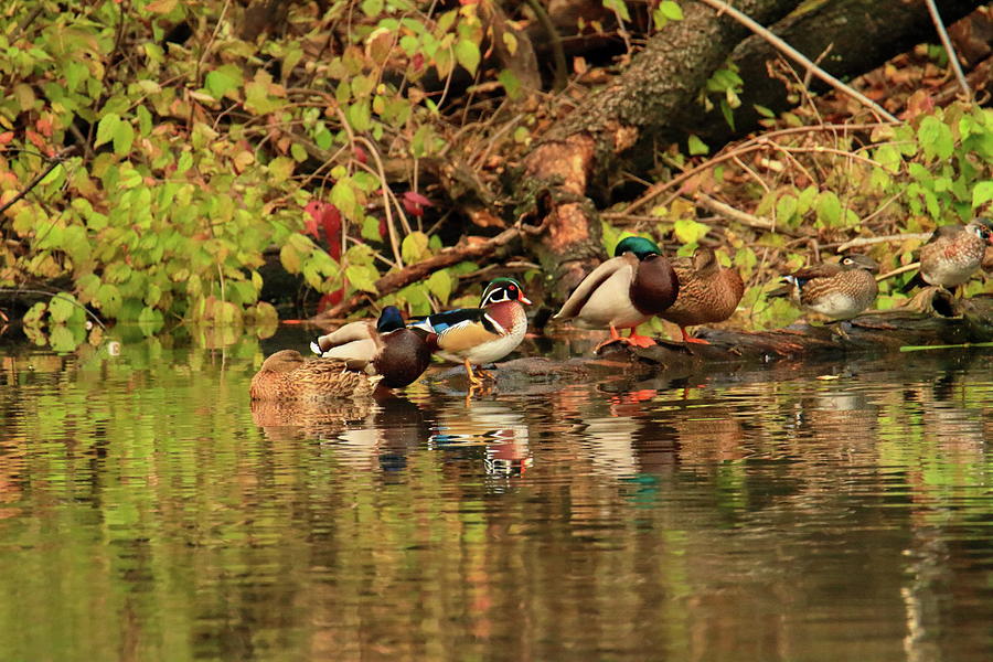 Mr And Mrs Wood Duck And Friends Photograph
