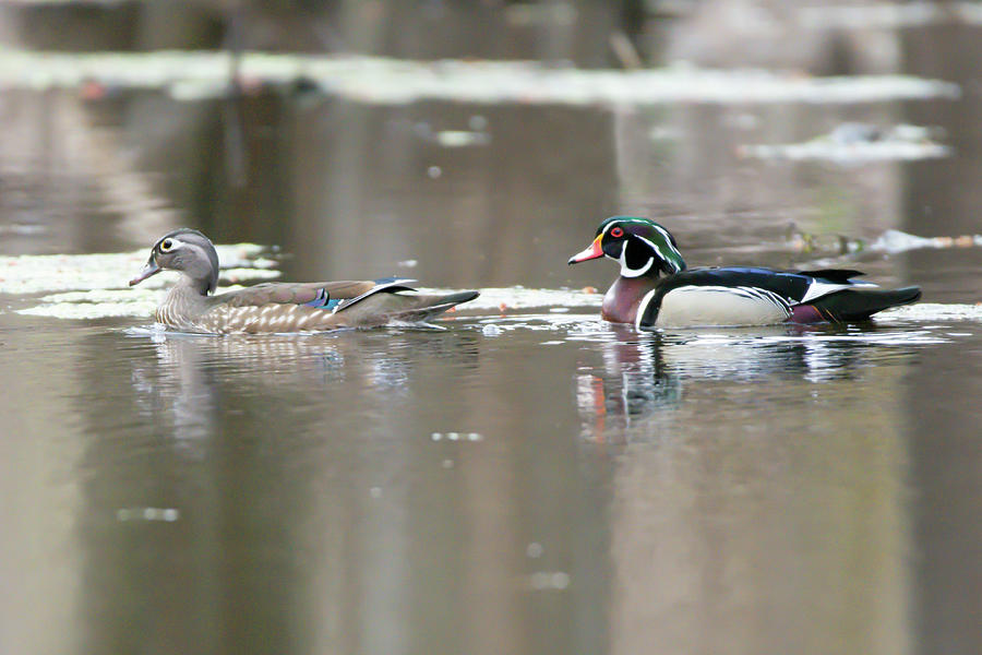 Mr And Mrs Wood Duck In The Coves Photograph