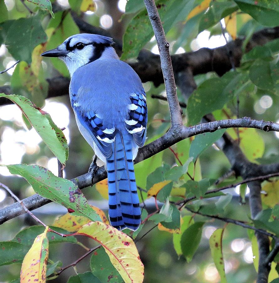 Mr. Blue in Autumn Photograph by Linda Stern