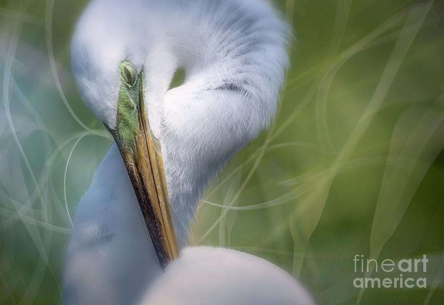 Bird Photograph - Mr. Bojangles by Mary Lou Chmura