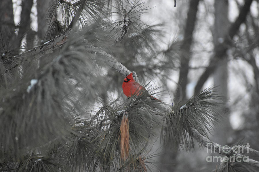 Mr Cardinal Photograph by Cheryle Gannaway