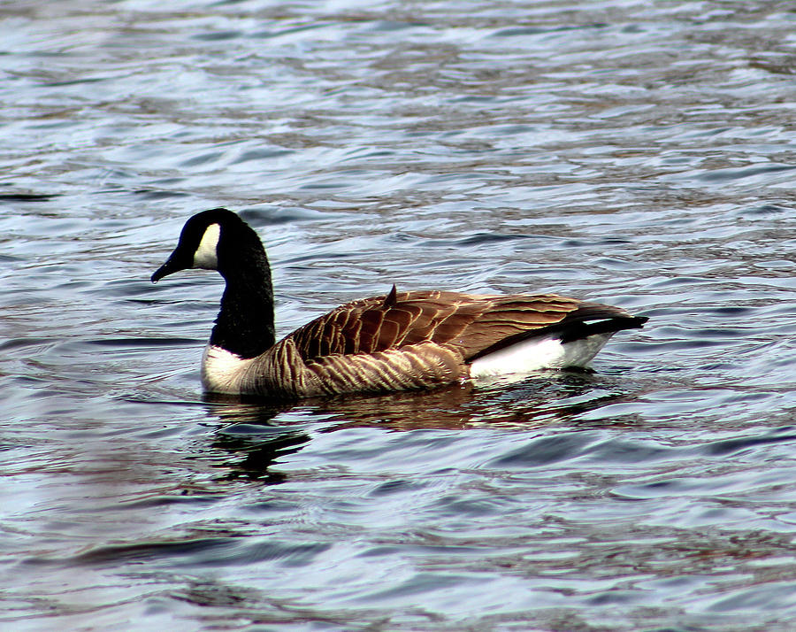 Mr. Goose Photograph by Nightingale Photography Judy Latimer - Fine Art ...