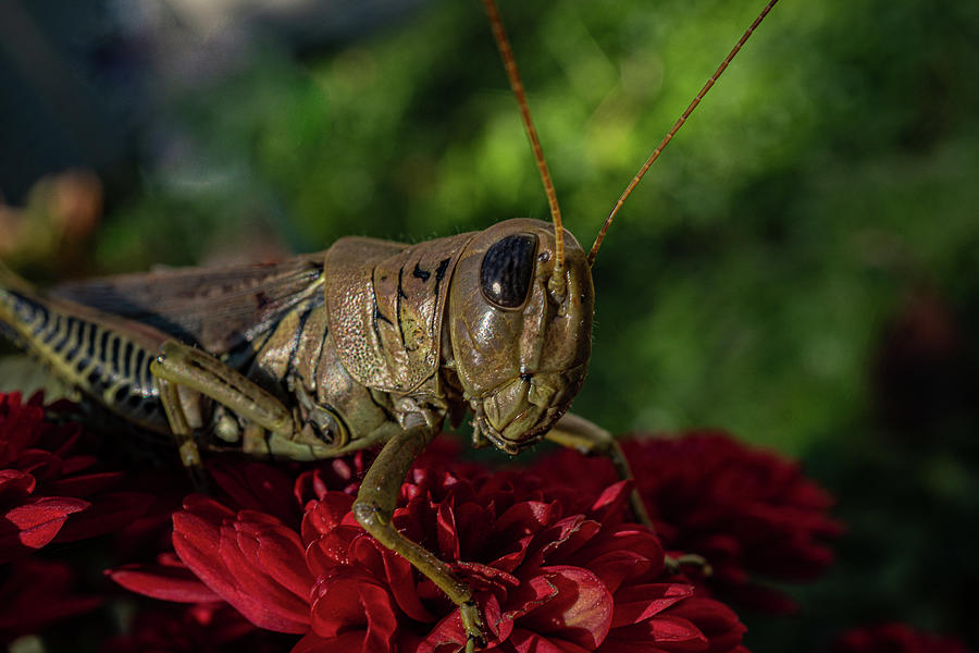 Mr Grasshopper Photograph by Linda Howes