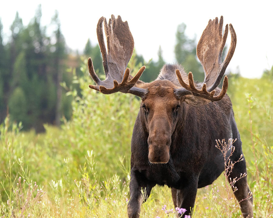Mr. Moose Photograph by Mary Hone
